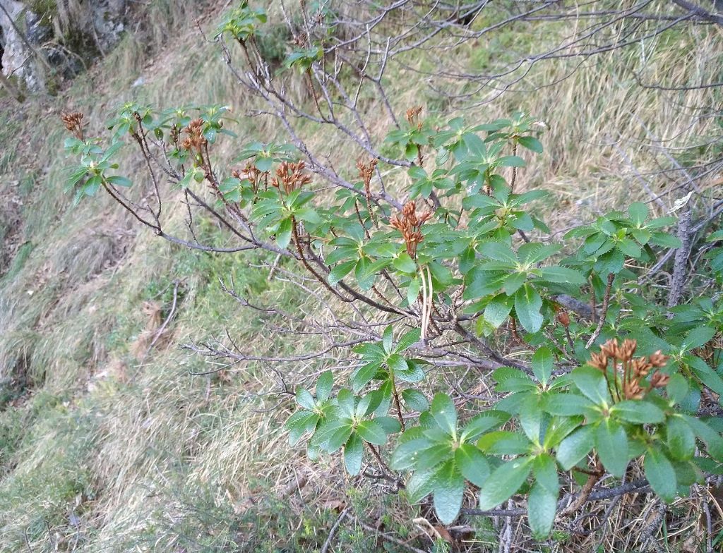 Rododendro a 338 metri SLM:  Rhododendron hirsutum